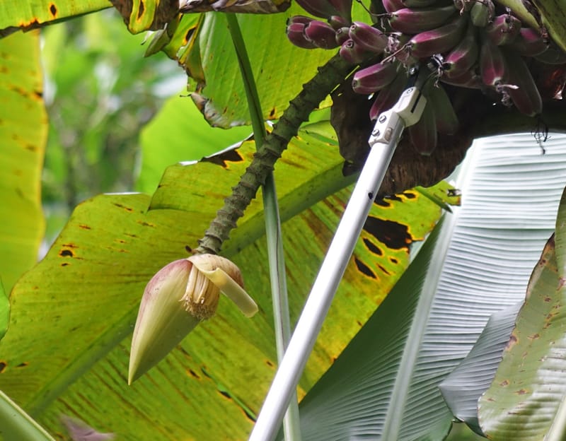 Musa formosana, Chung Kuo-Fang 3351--Taiwan. Wulai Distr. Wulai village. Hsing Hsian Trail. 19 May 2016. DSC03046 (143).JPG
