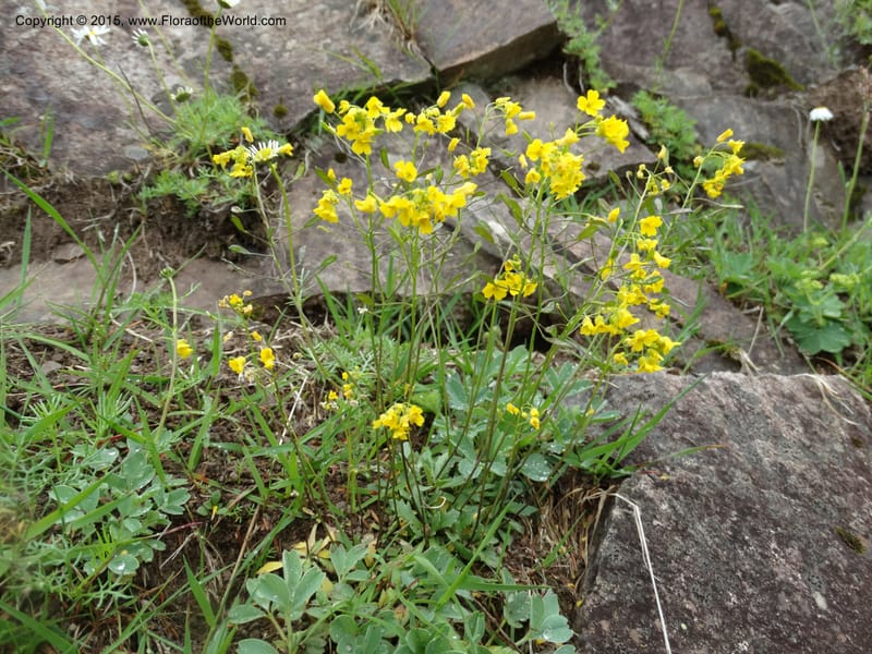 Draba hispida, Davidson, C 12492--Georgia (Caucasus). Koslitavi, branch of Merisi Gorge. 11 Jun 2014. DSC08456 (154).JPG