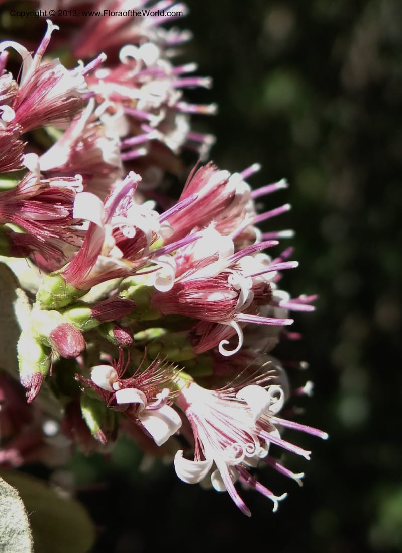 Proustia pyrifolia, WDS 34170--Chile. E of San Clemente. 21 Feb 2013. DSC02256 (107).JPG