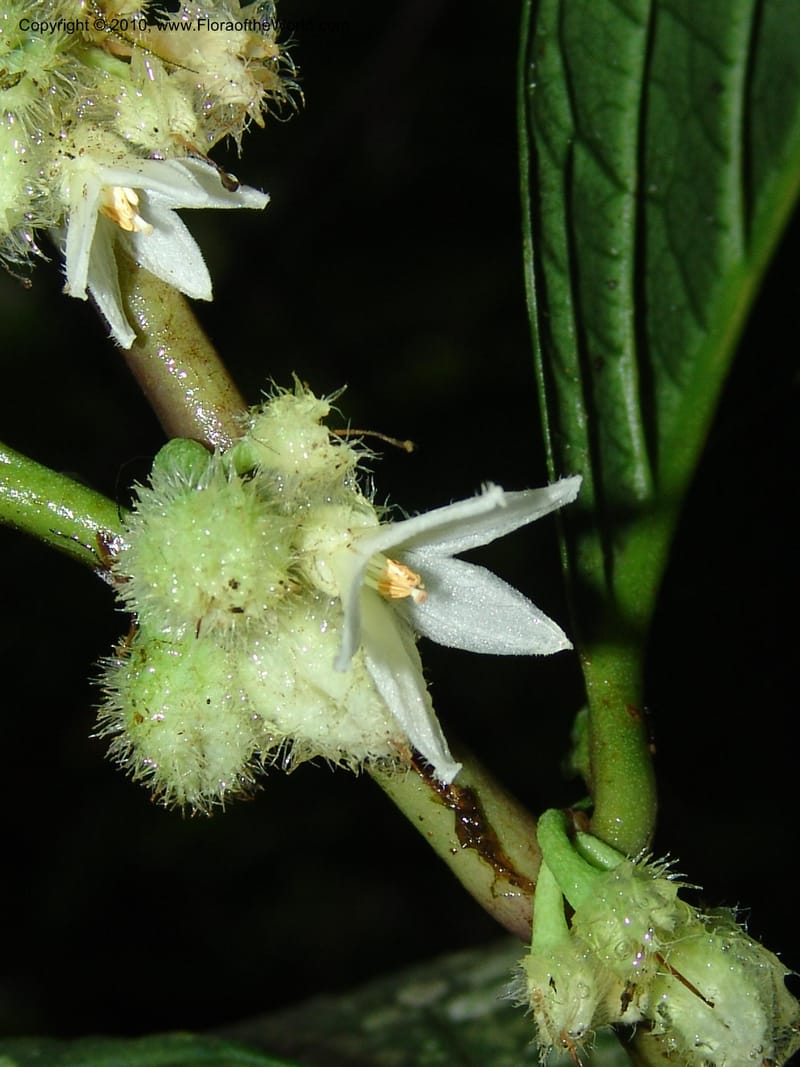 Solanum, Croat 95913--Ecuador. Maquipucuna Biol. Res. Send. al Humedal. 14 Mar 06. 304 (2).jpg