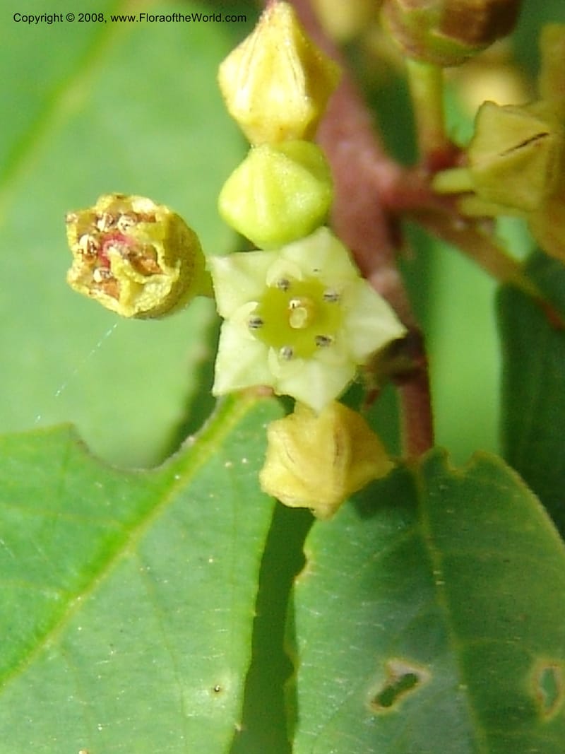 Rhamnus rubra ssp obtusissima, 83.1245--CA. UC Berkeley Bot. Garden. 31 May 07. 620.jpg