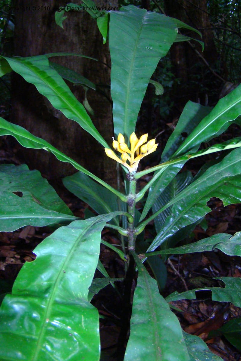Potalia amara, Mori 27341--French Guiana. Les Nouragues Station. 27 Oct 09. 086.jpg