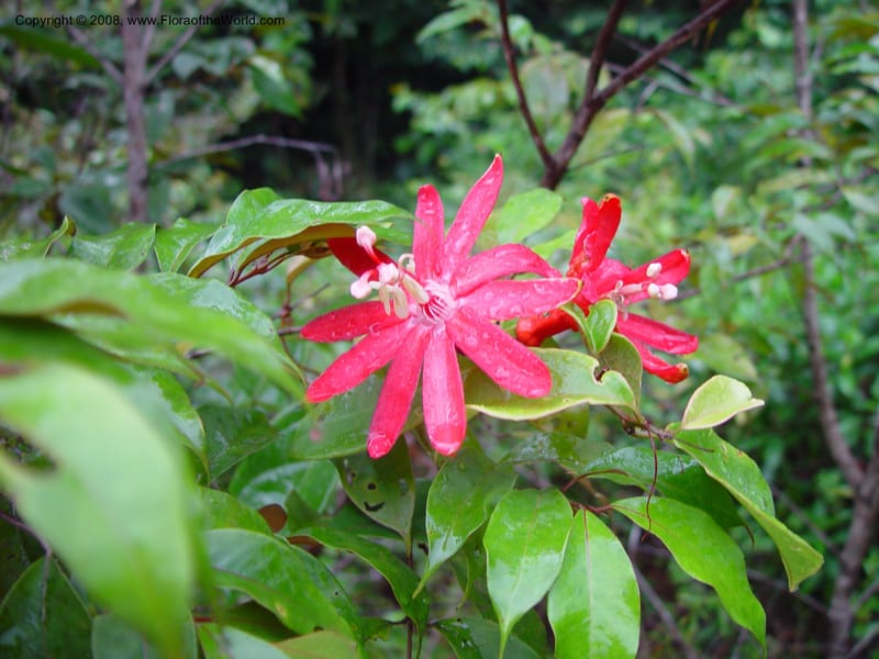 Passiflora, ETepe580--Fr. Guiana. Piste de Saint-Elie. 19 Mch 02. 002.jpg