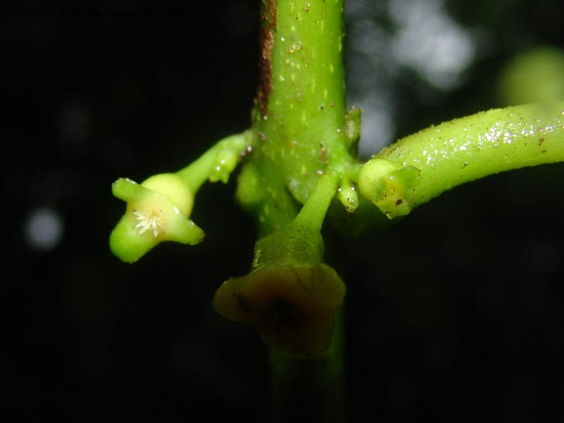 Siparuna subinodora, AAraujoM1193--Bolivia. Pq. Nac. Madidi. Rio Tuichi, Rudidi Cr. 28 Nov 04. 256.jpg