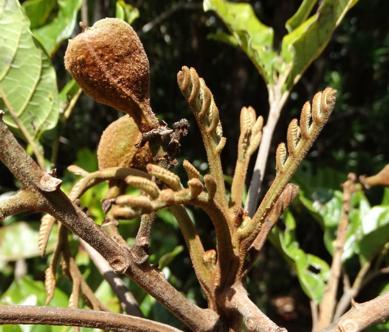 Cupaniopsis, Munzinger, J 7412--New Caledonia. Mont Dzumac. 12 Nov 2015. DSC01563 (393).JPG