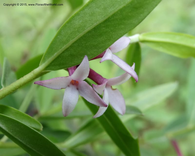 Daphne, Boufford, D 43593--China. Sichuan. Tudiling Tunnel. 6 May 2014. DSC03860 (72).JPG