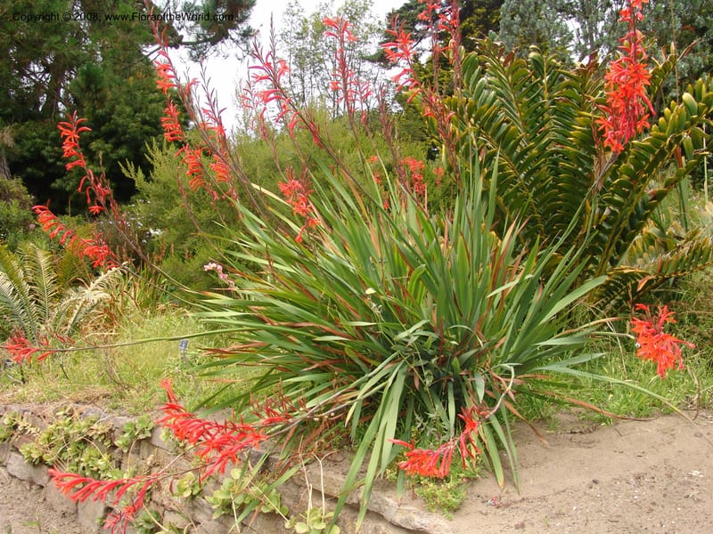 Watsonia fulgens--CA. San Francisco Arbor. 3 Jul 07. 221.jpg