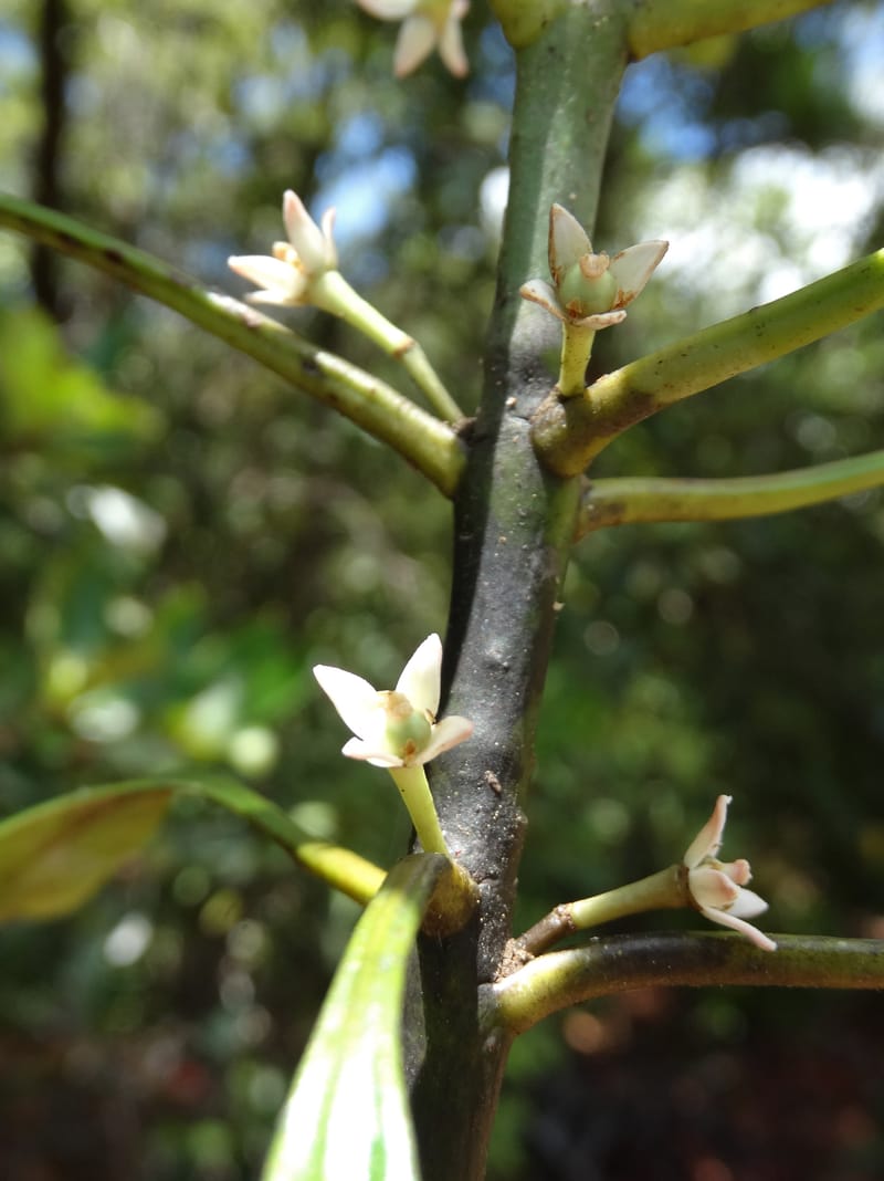 Phelline, Callmander, M 1238--New Caledonia. Mont Dzumac. 12 Nov 2015. DSC01563 (184).JPG