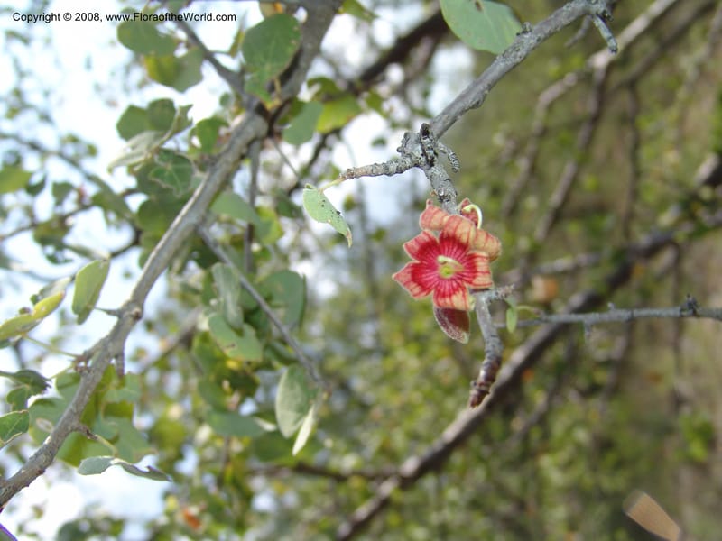 Sterculia rogersii--So.Africa. Mpumal. twd Steelpoort. 16 Mch 05. 027.jpg