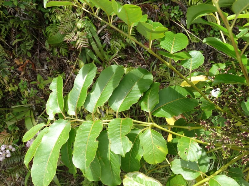 Polyscias joskei, Plunkett, C 3177--Fiji. Delaikoro Mtn. 3 Nov 2015. DSC08393 (66).JPG