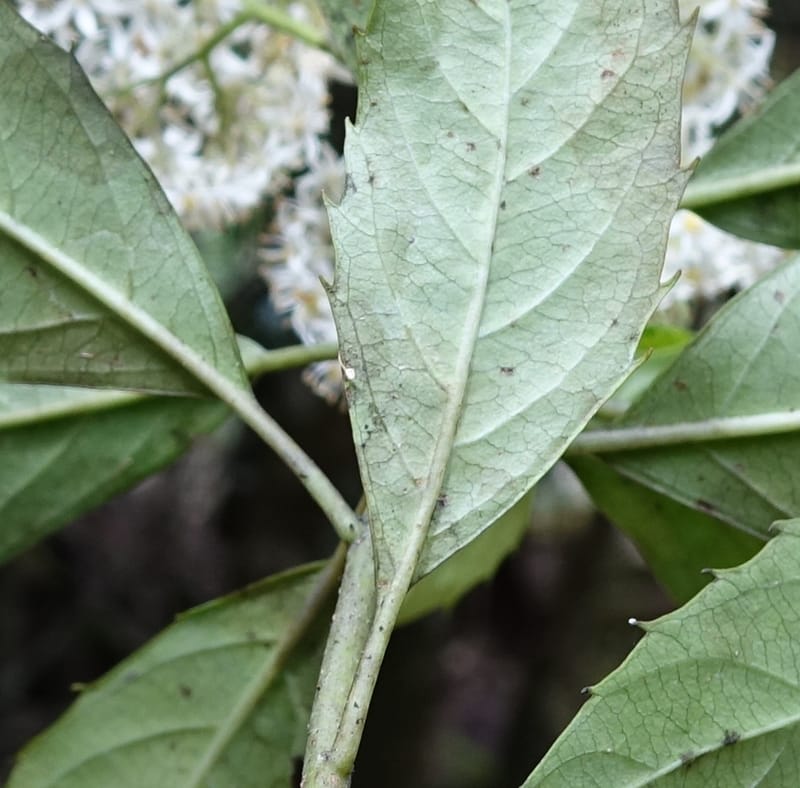 Cuttsia viburnea, Davidson, C 13348--Australia. Qld. Austinville Rd. Stop 4. 17 Oct 2016. DSC02986 (33).JPG