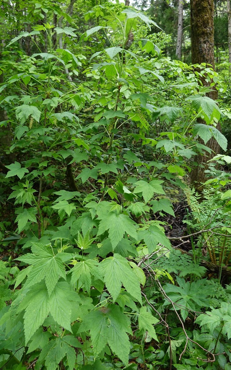 Ribes japonicum--Japan. Niigata. Sasagamine. Yu Memidaira. Forest Therapy Trail. 28 May 2016. DSC04970 (145).JPG