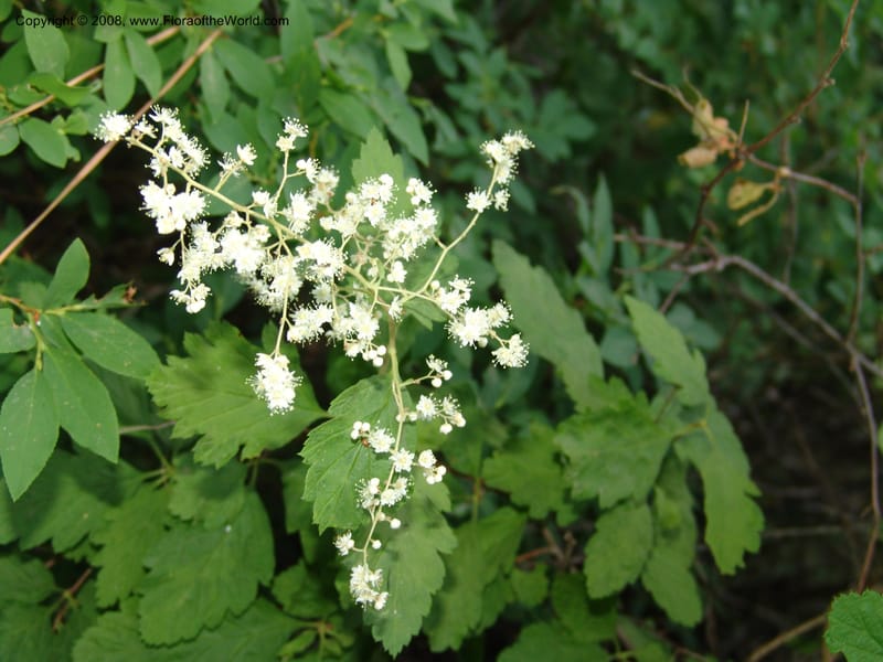 Holodiscus discolor, CDavidson11109--ID. Adams Co. For. Serv. Rd. 453, to Goose Lk. 20 Jul 07. 065.jpg