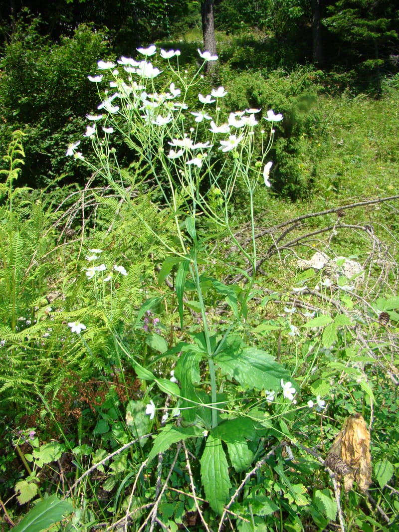 Ranunculus aconitifolius, CDavidson11256--Slovenia. Gorenska Reg. Velika Planina. 6 Jul 08. 168.jpg