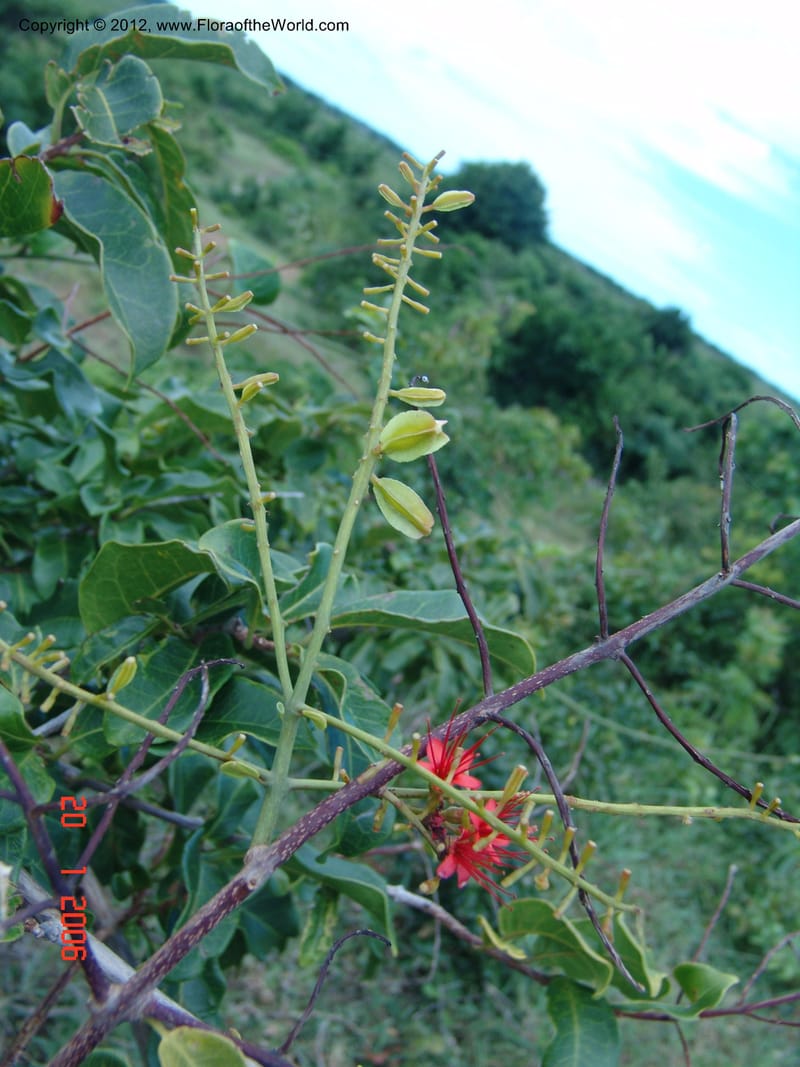 Combretum coccineum, Rogers, Z 909, 20 Jan 2006  073 (4).jpg