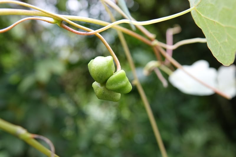 Tropaeolum emarginatum, Gomez-Dominguez, H 3772--Mexico. Chiapas. La Selva Negra. Rincon Chamula. 22 Mar 2017.  (118).JPG