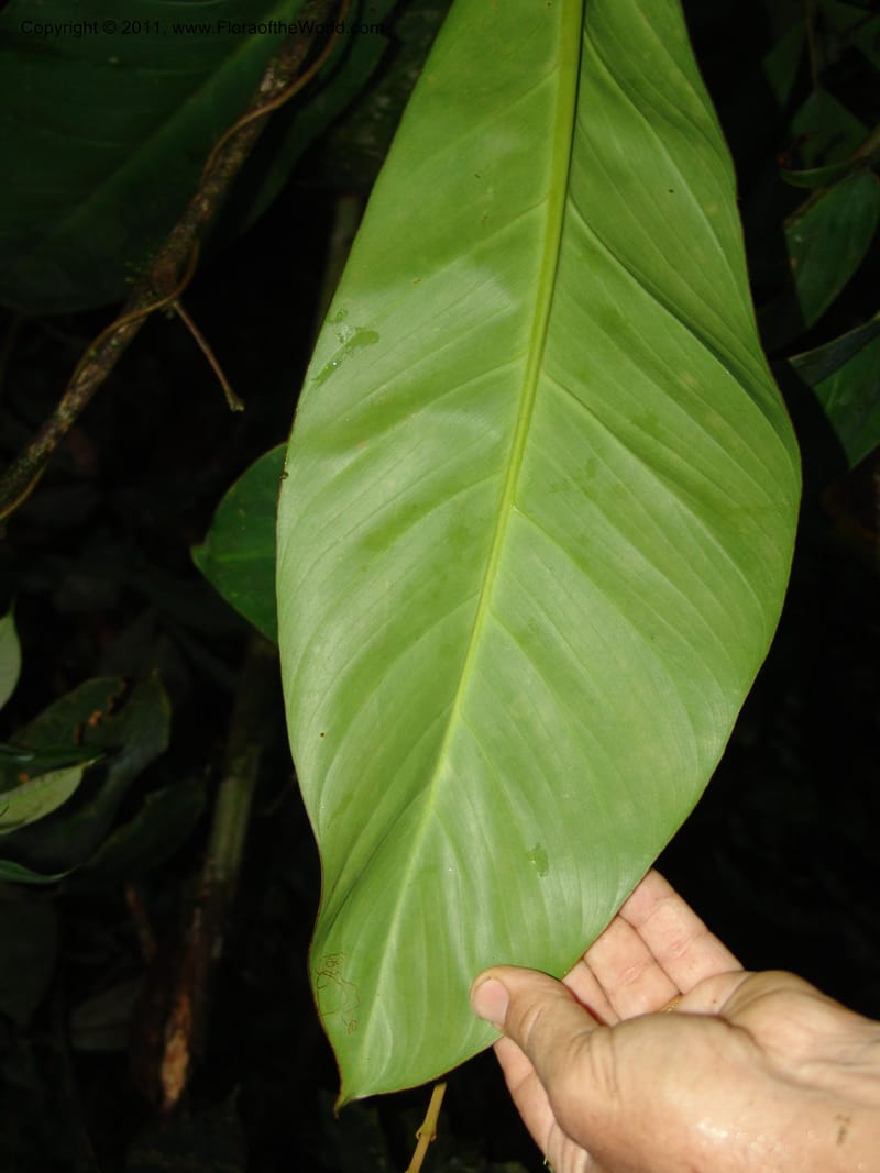 Philodendron, RVasquez31562--Peru. Prov. Oxa. Estac. Paujil. Send. El Mirador. 16 Oct 06. 519.jpg