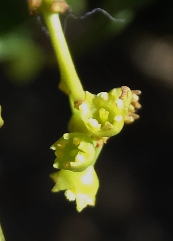 Ventilago, Bruy, D 114--New Caledonia. Tina. 10 Nov 2015. DSC00610 (125).JPG
