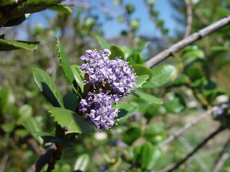 Ceanothus gloriosus var. exaltatus. 95.1407--CA. UC Berkeley Bot. Gard. 10 Feb 03. 010.jpg