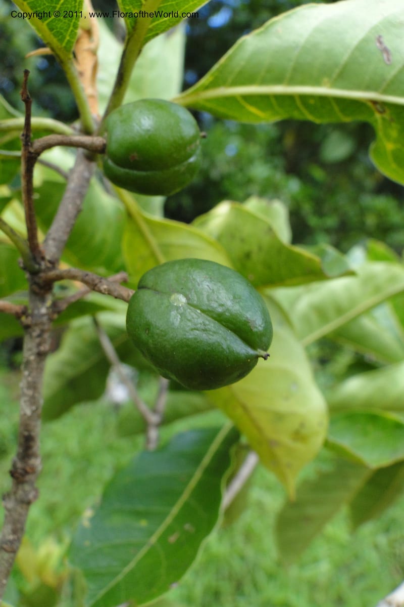 Pittosporum, J. Munzinger 6513--Fiji. Nadarivatu Nature Reserve. 10 Feb 2011. 026 (284).jpg