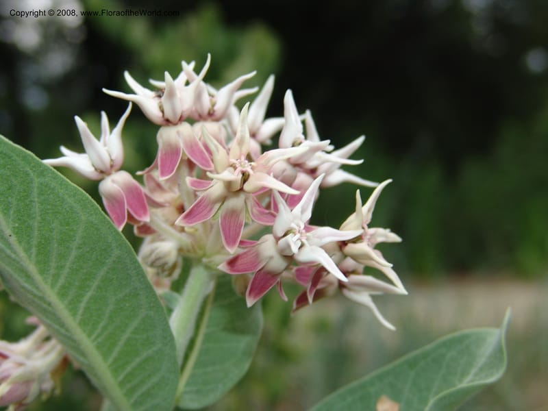 Asclepias speciosa--CA. McConnell Arboretum, Redding. 4 Jun 07. 168.jpg
