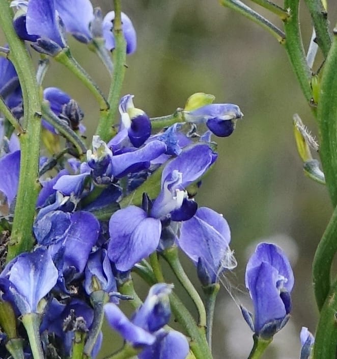 Comesperma volubile, Gray, B 9749--Australia. W. A. S of Sterling Range Rd. on Red Gum Pass Rd. 30 Oct 2016. DSC06952 (31).JPG