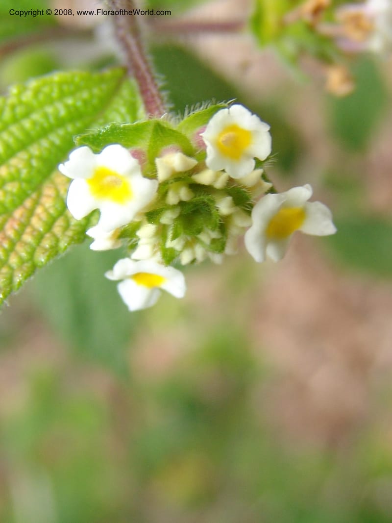 Lantana hirta, 76.0579--CA. UC Berkeley Bot. Garden. 31 May 07. 235.jpg