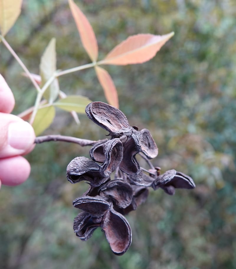 Delavaya toxocarpa, D. Boufford 44087--China. Yunnan. Xinshao Village. 28 Apr 2018. DSC00001 (9).JPG