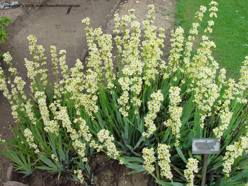 Sisyrinchium striatum--France. Paris. Jardin des Plantes. 30 May 03. 034.jpg