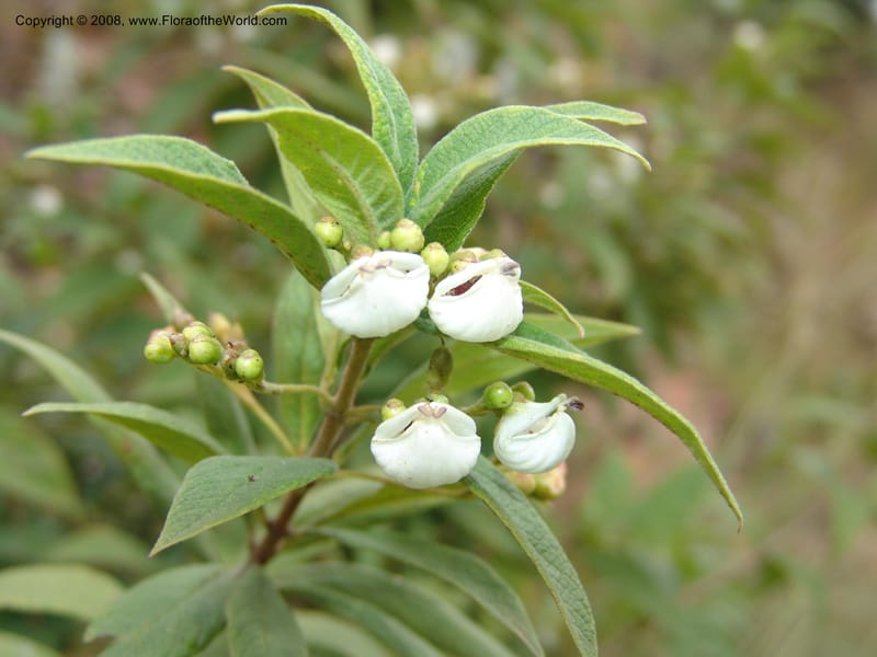 Bowkeria cymosa--So.Africa. Mpumalanga. R37 to Lydenburg. 16 Mch 05. 011.jpg