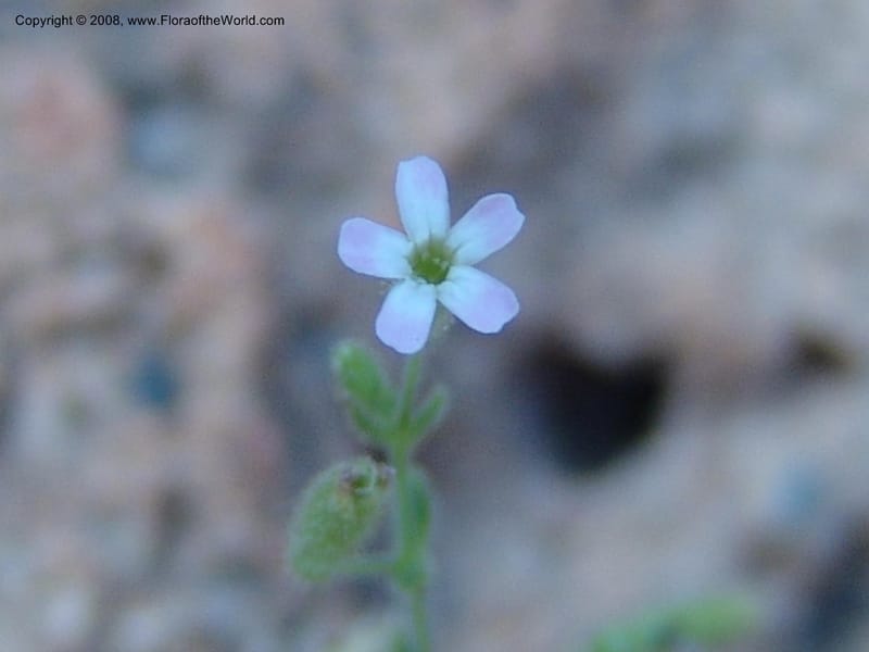Silene sedoides--Crete. Phenix trail, W of Loutro. 28 May 05.  041.jpg