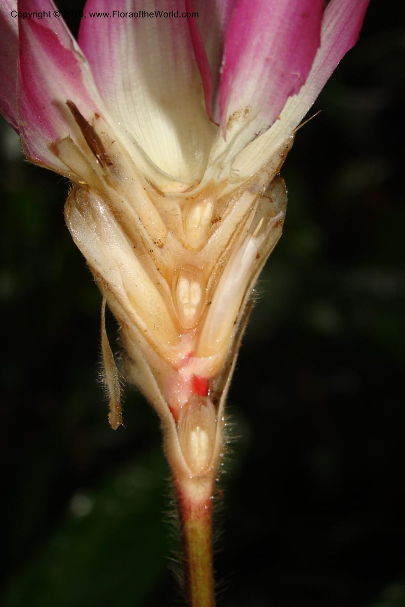 Calathea, R. Vasquez 34907--Peru. Loreto. Dto. Parinari. Tacshacocha. R. Samiria. 14 Nov 08. 068.jpg