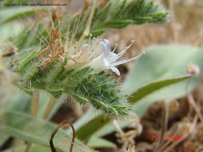 Echium italicum ssp biebersteinii--Crete. Ep. Kisamos. Sirikari Gorge. 25 May 05. 464.jpg