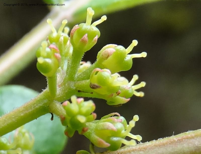 Zanthoxylum bungeanum, Boufford, D 43737--China. Sichuan. XinZhaZi Gou. 14 May 2014. DSC06426 (58).JPG