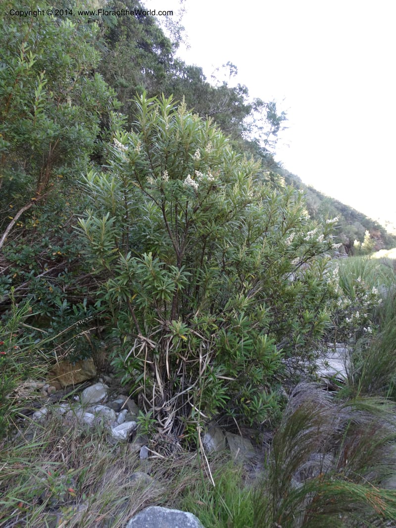 Brachylaena neriifolia, Davidson, C 12284--South Africa. Western Cape. Karatara River. 21 Jan 2014. DSC00950 (99).JPG