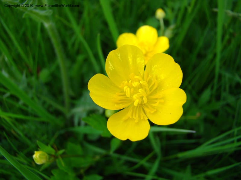 Ranunculus, C. Davidson 11201--Slovenia, Notranjska Region, Meadow near Planina and Unica River, 16 May 2008. 049 (5).jpg