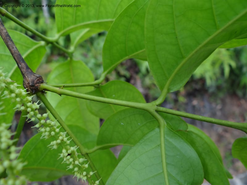 Crypteronia paniculata, SAN 153202--Malaysia. Sabah. Minang Kob, rd to Kinabalu N. P. 4 Apr 12. DSC06722 (59).JPG