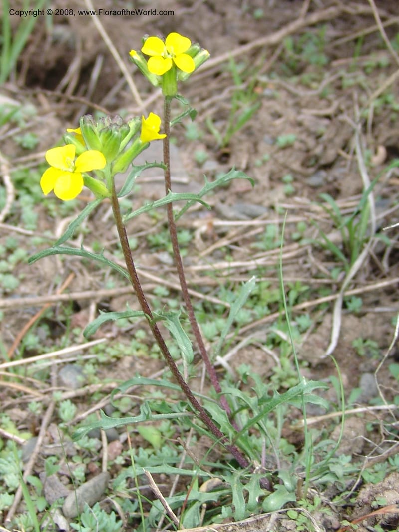 Erysimum ibericum--Georgia. Kazbeki . Trail-road to Sameba Church. 2 Jun 05. 115.jpg