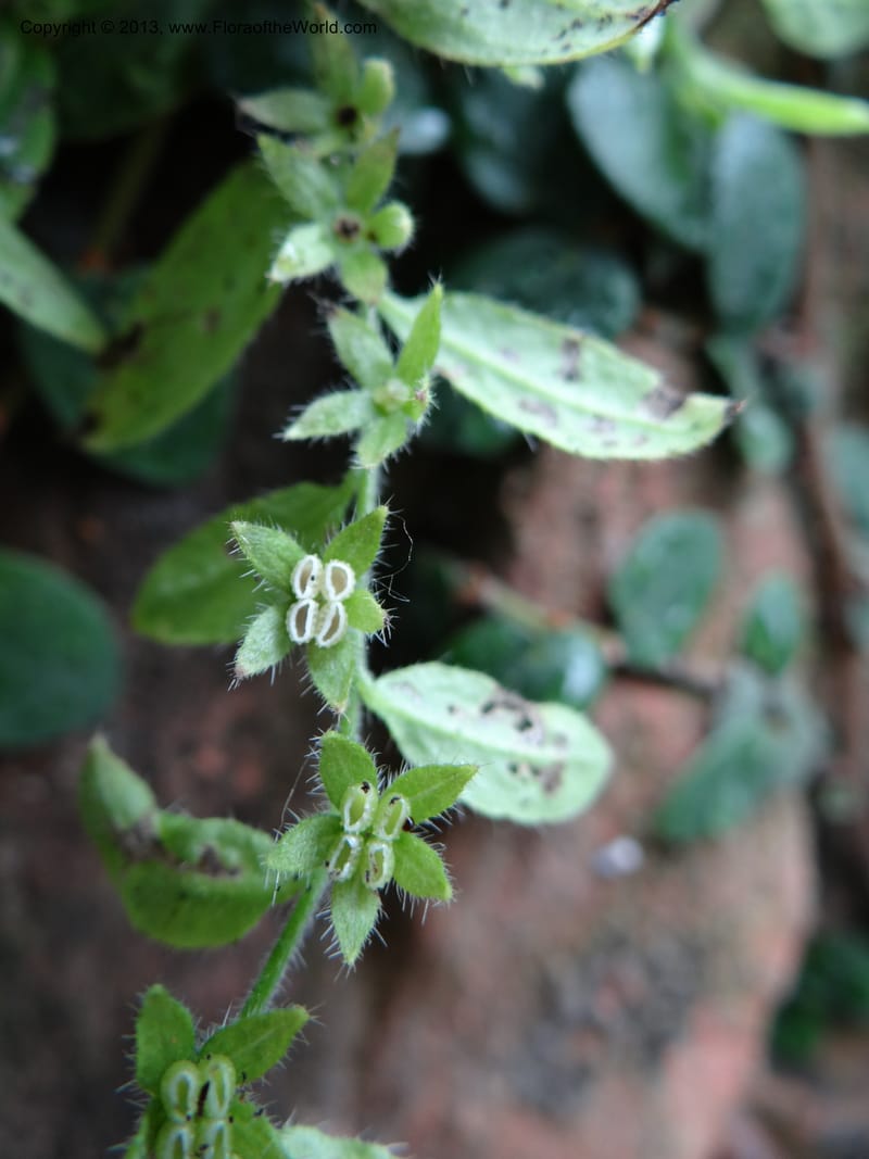 Bothriospermum secundum, Davidson, C 12018--China. Anhui Prov. Qiyun Shan. 7 Jun 2012. DSC01929 (126).JPG