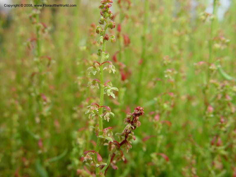 Rumex acetocella--France. Paris. Jardin des Plantes. 30 May 03. 005.jpg