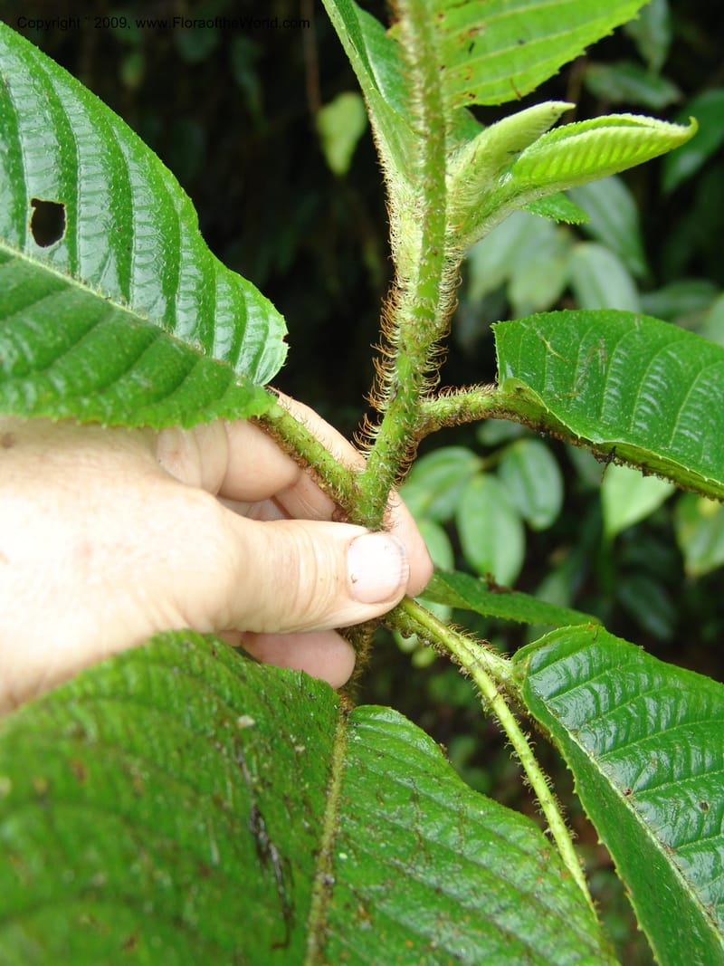 Saurauia, Croat94541--Ecuador. Prov. Pichincha. Pachejal-Pacto. 12 Feb 05. 082.jpg