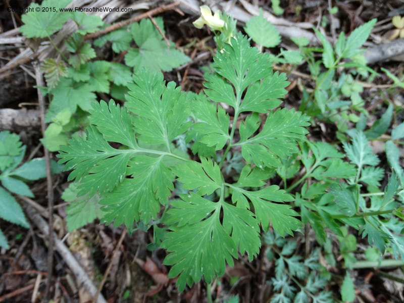 Corydalis, Not collected--China. Sichuan. ShaShiDuo. 8 May 2014. DSC04232 (138).JPG