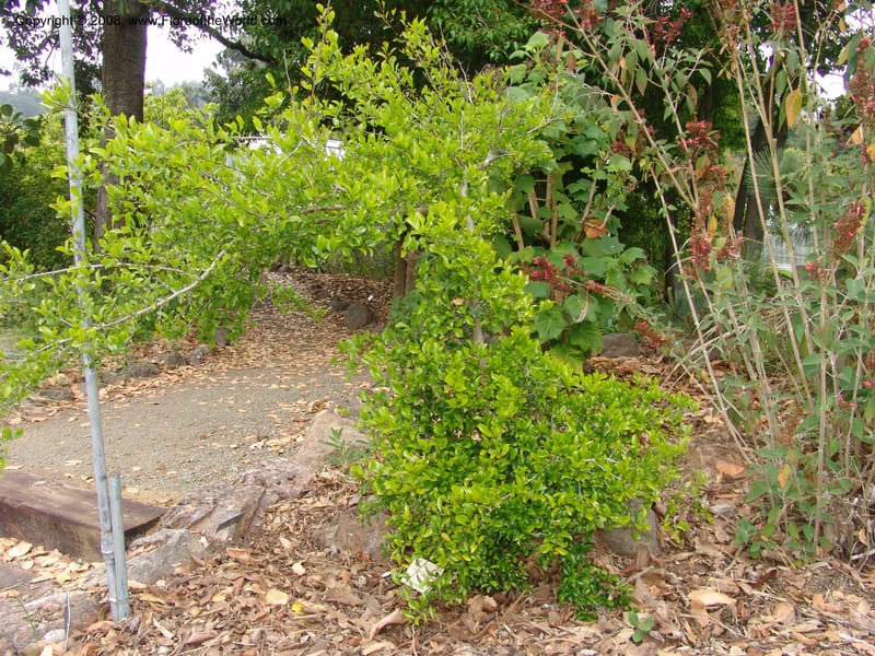 Diospyros palmeri, 90.2460--CA. UC Berkeley Bot. Garden. 31 May 07. 350.jpg