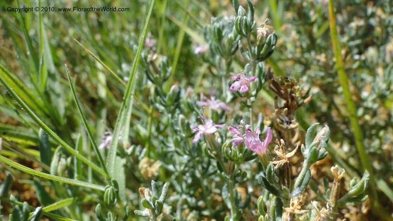 Frankenia salina, C. Davidson 11807--CA. Alameda Co. East Bay. 2 Sept 2010. 320 (39).jpg