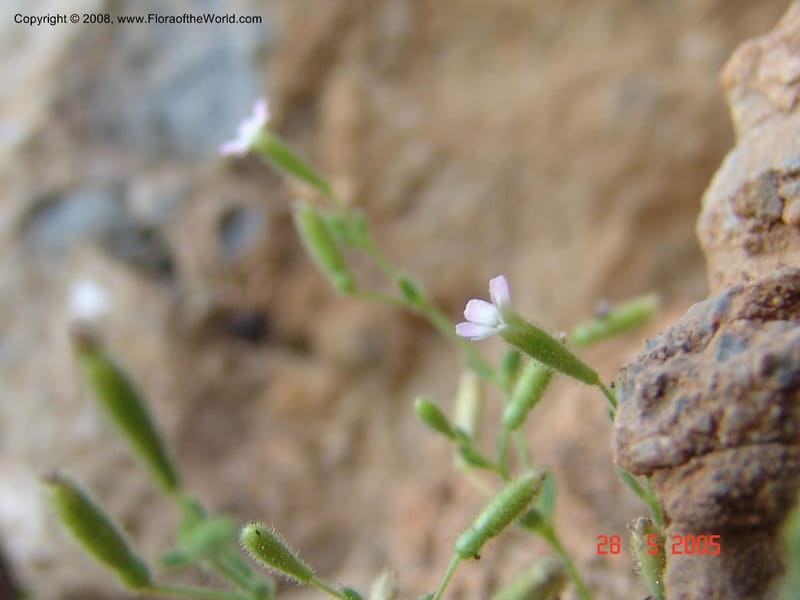 Silene sedoides--Crete. Phenix trail, W of Loutro. 28 May 05.  046.jpg