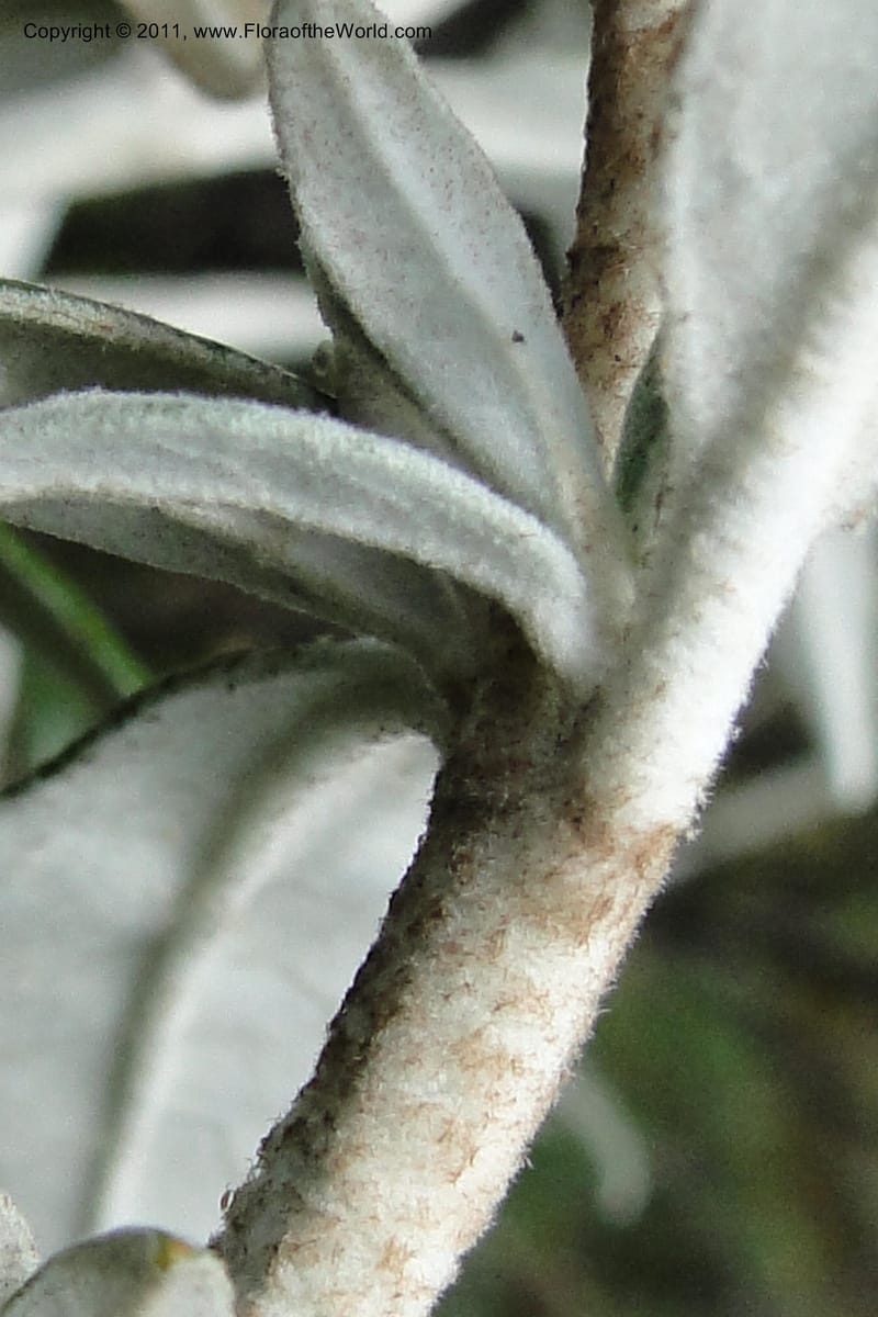 Buddleja incana, Ulloa 2067--Ecuador. Pichincha. Res. Ecol. Ilinizas. 4 June 2011. 321 (11).jpg
