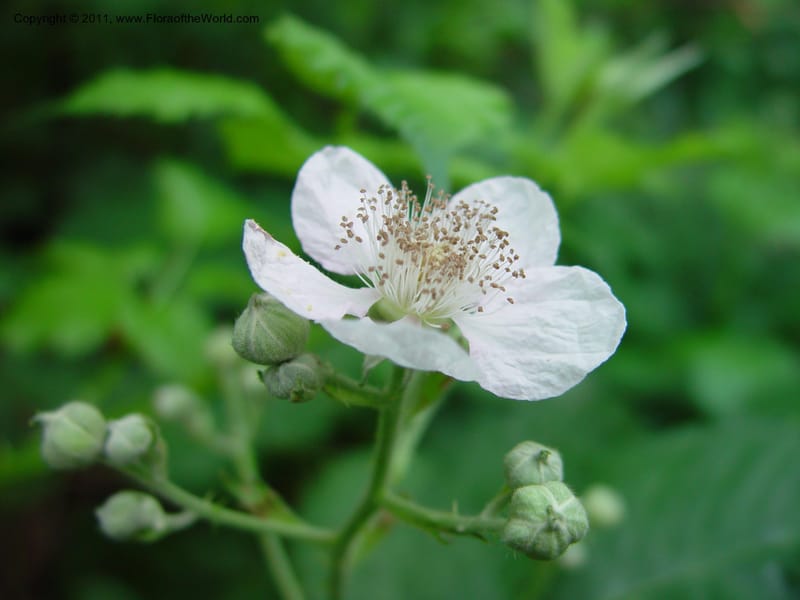 Rubus--AZ. Hwy 89A, Oak Cr Canyon, s of Flagstaff. 5 Jun 03. 022.jpg