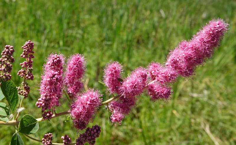 Spiraea douglasii var. menziesii, C. Davidson 13807--ID. Benewah Co. St. Joe R. Rd. Turtle Lake. 8 Jul 2018. DSC05829 (78).JPG