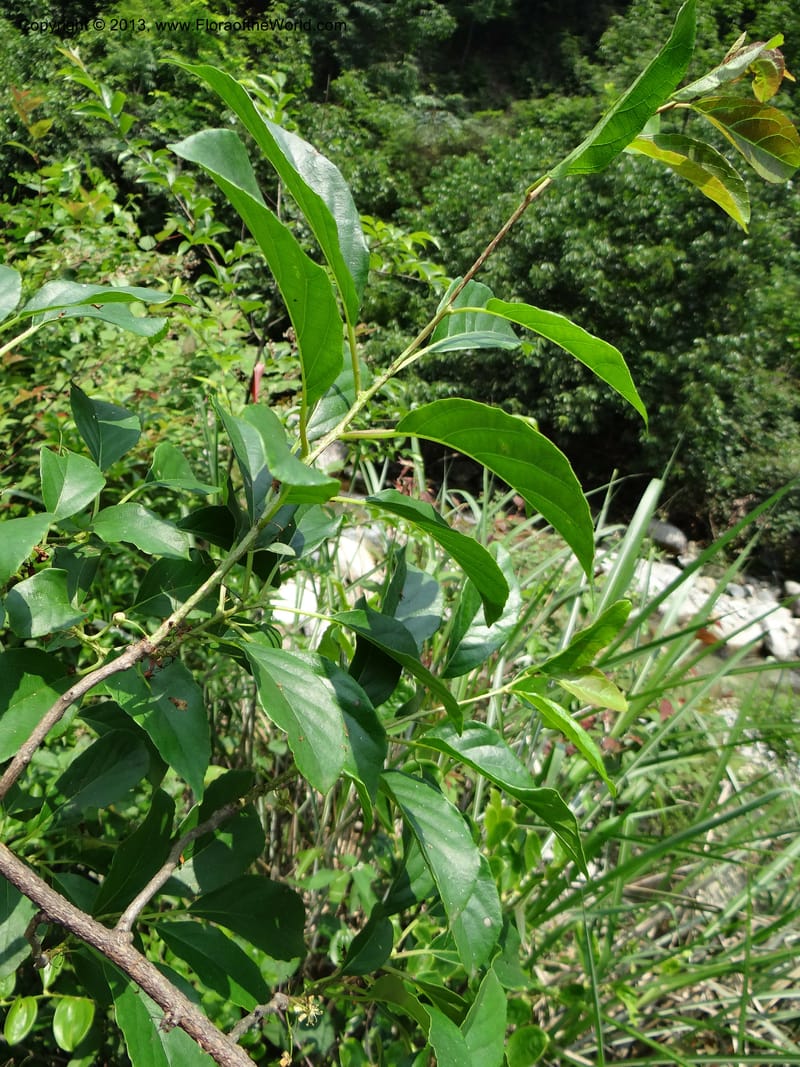 Actinidia callosa var. discolor, Li Pan 1205270--China. Zhejiang Prov. Shunxi Village. 28 May 2012. DSC00347 (98).JPG