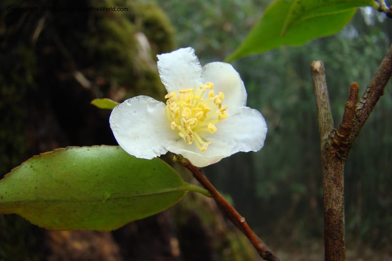 Camellia, Regalado 1650--Viet Nam. Lao Cai Prov. Sa Pa Distr. Hoang Lien Son. 6 Apr 09. 311.jpg